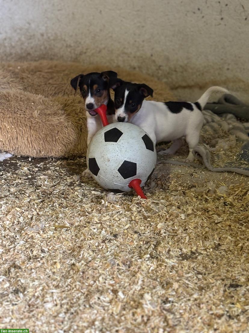 Bild 5: Jack Russell Welpen m/w zu verkaufen