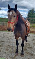 Mustang Wallach aus Kanada