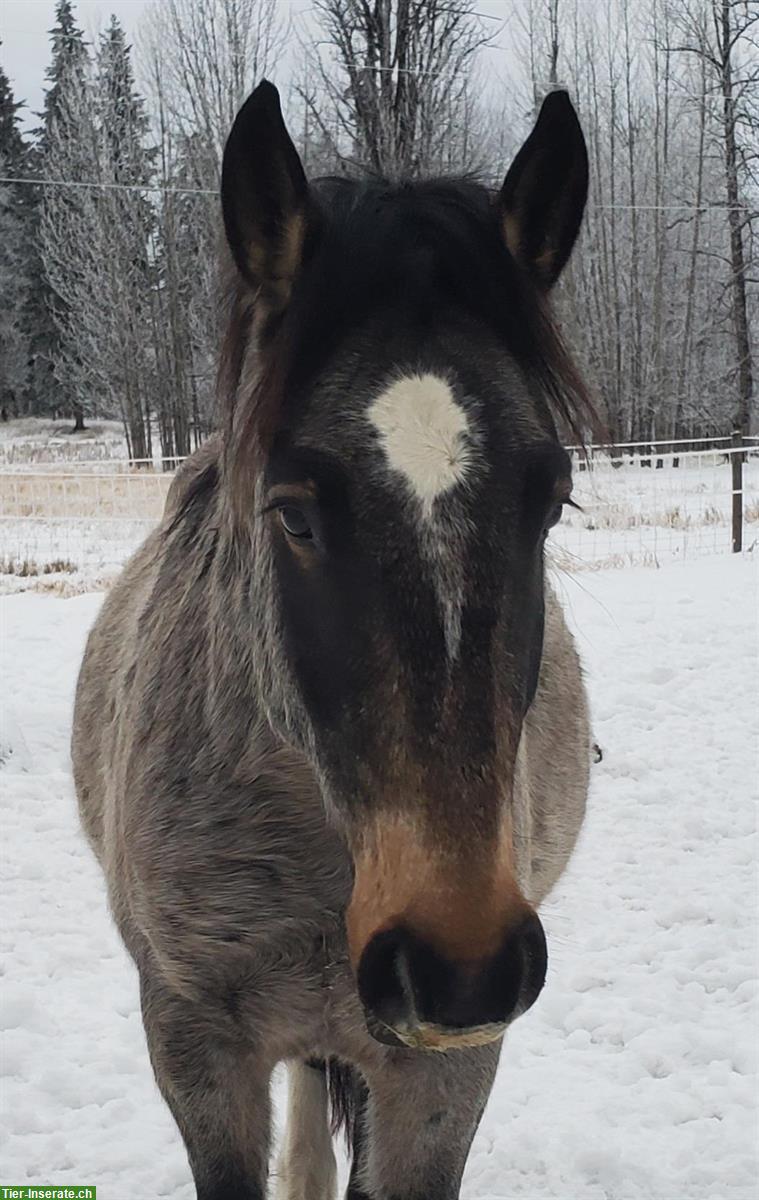 Bild 3: Mustang Wallach aus Kanada