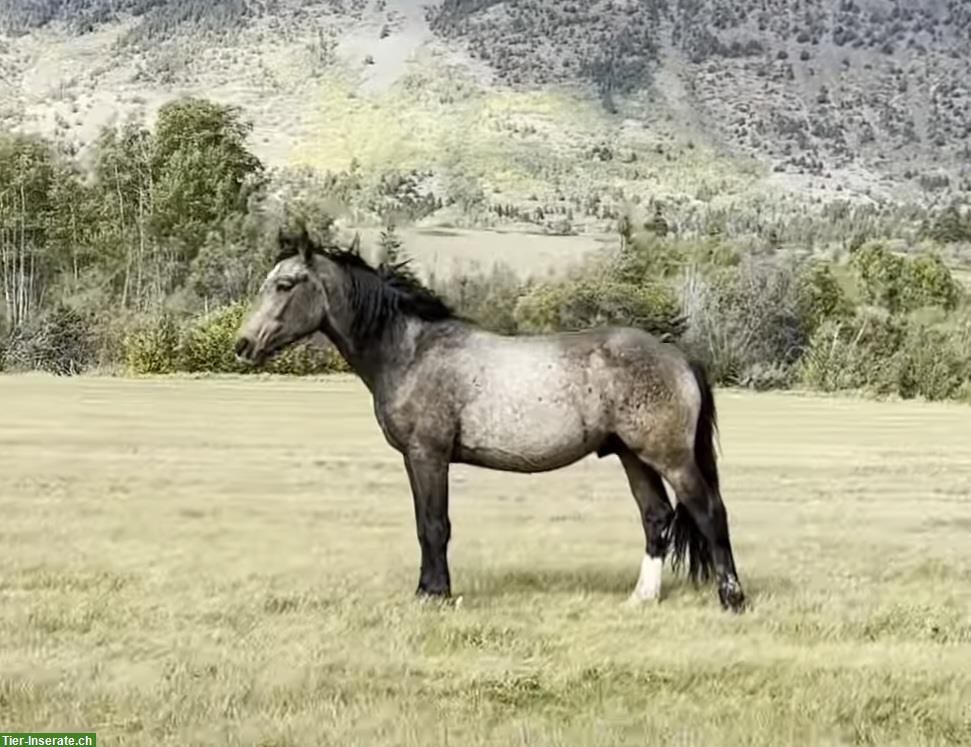 Bild 4: Mustang Wallach aus Kanada