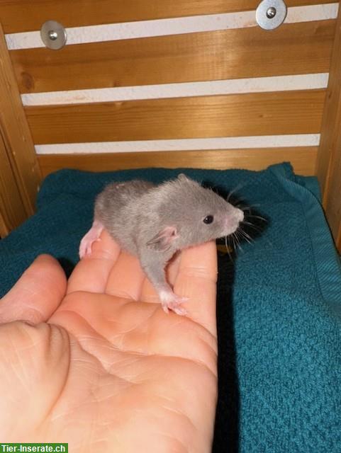 Junge Ratten männlich & weiblich