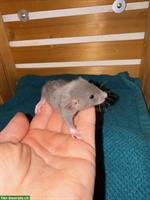 Junge Ratten männlich & weiblich