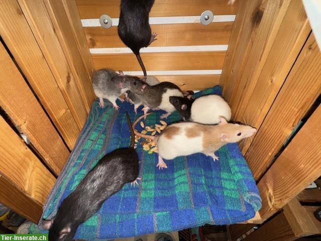 Bild 10: Junge Ratten männlich & weiblich
