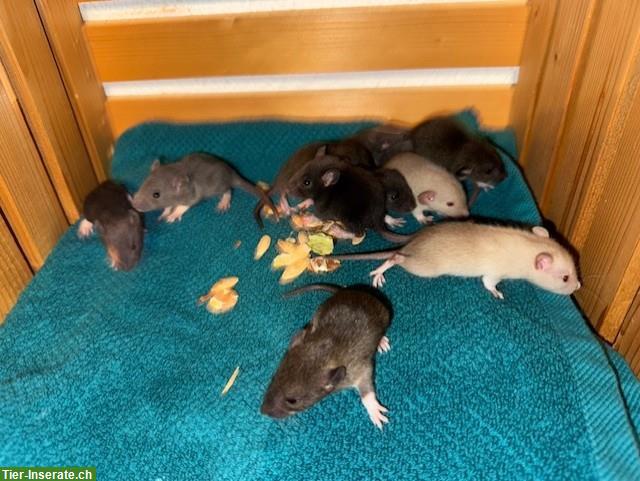 Bild 2: Junge Ratten männlich & weiblich