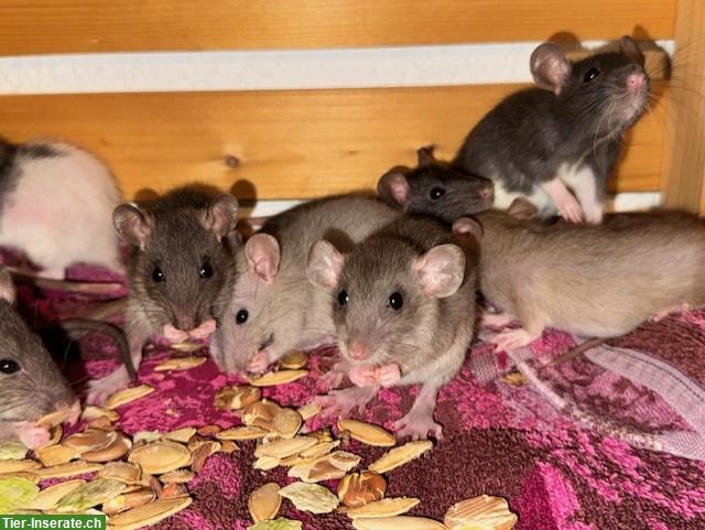 Bild 3: Junge Ratten männlich & weiblich