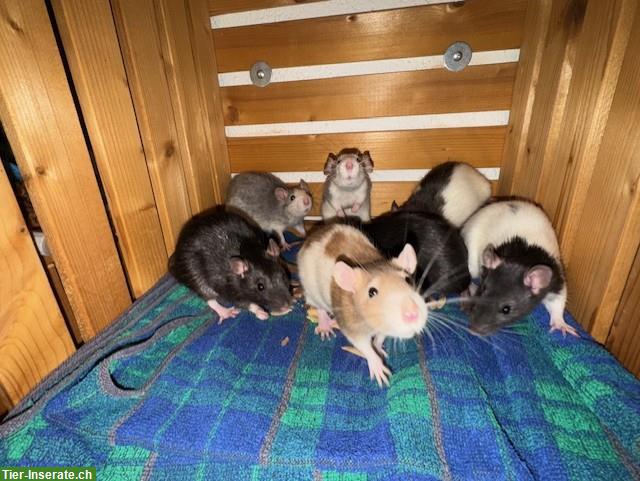 Bild 4: Junge Ratten männlich & weiblich