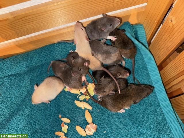 Bild 5: Junge Ratten männlich & weiblich