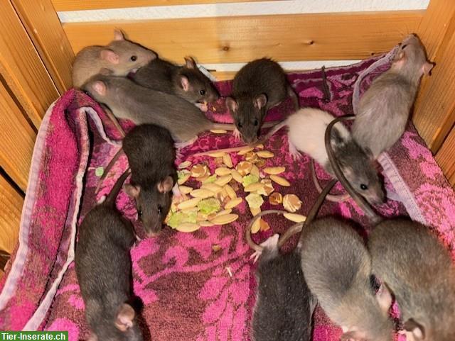 Bild 6: Junge Ratten männlich & weiblich