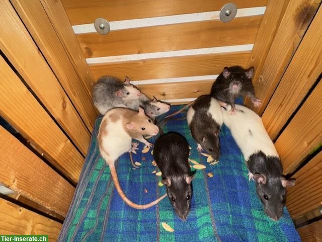 Bild 7: Junge Ratten männlich & weiblich