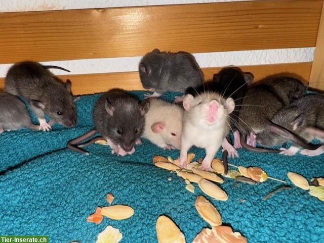 Bild 8: Junge Ratten männlich & weiblich