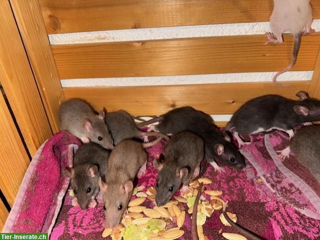 Bild 9: Junge Ratten männlich & weiblich