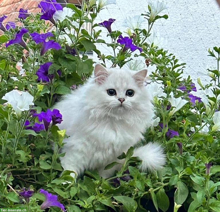 Britisch Langhaar Katzenmädchen mit Stammbaum