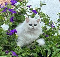 Britisch Langhaar Katzenmädchen mit Stammbaum