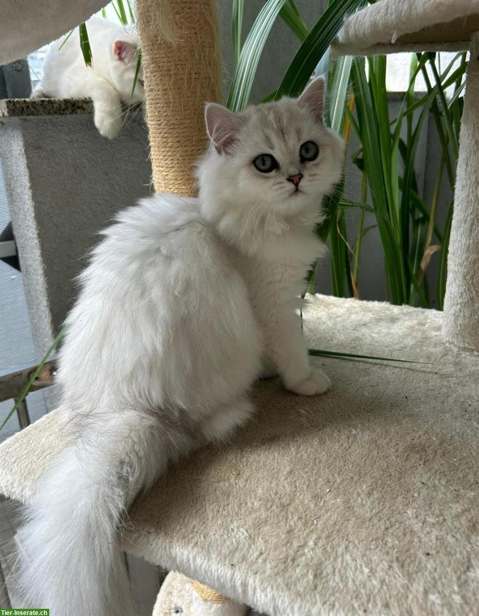 Bild 2: Britisch Langhaar Katzenmädchen mit Stammbaum
