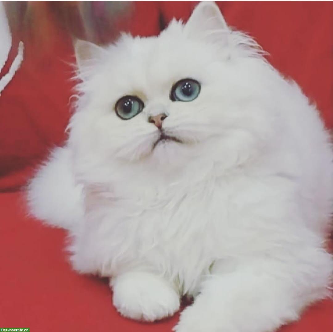 Bild 3: Britisch Langhaar Katzenmädchen mit Stammbaum