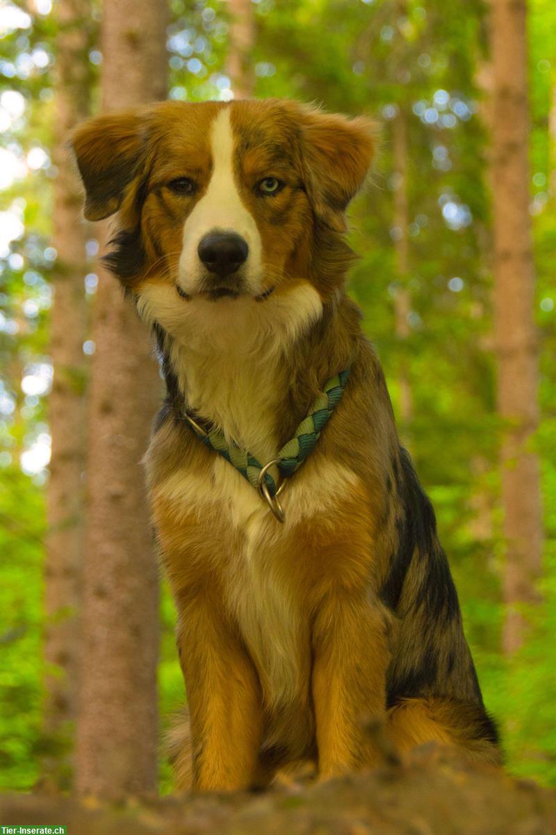 Mischlingsrüde Benji sucht ein neues Zuhause