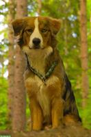 Mischlingsrüde Benji sucht ein neues Zuhause