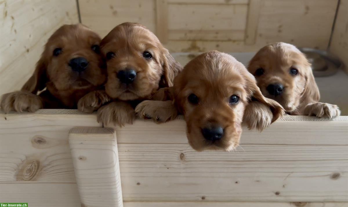 Reinrassige English Cocker Spaniel Welpen