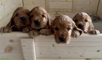 Reinrassige English Cocker Spaniel Welpen