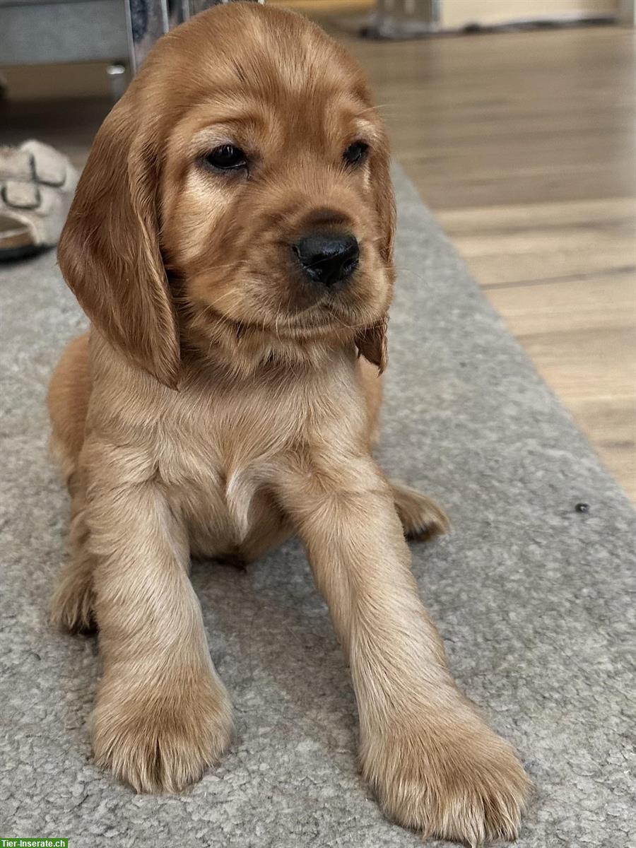 Bild 3: Reinrassige English Cocker Spaniel Welpen