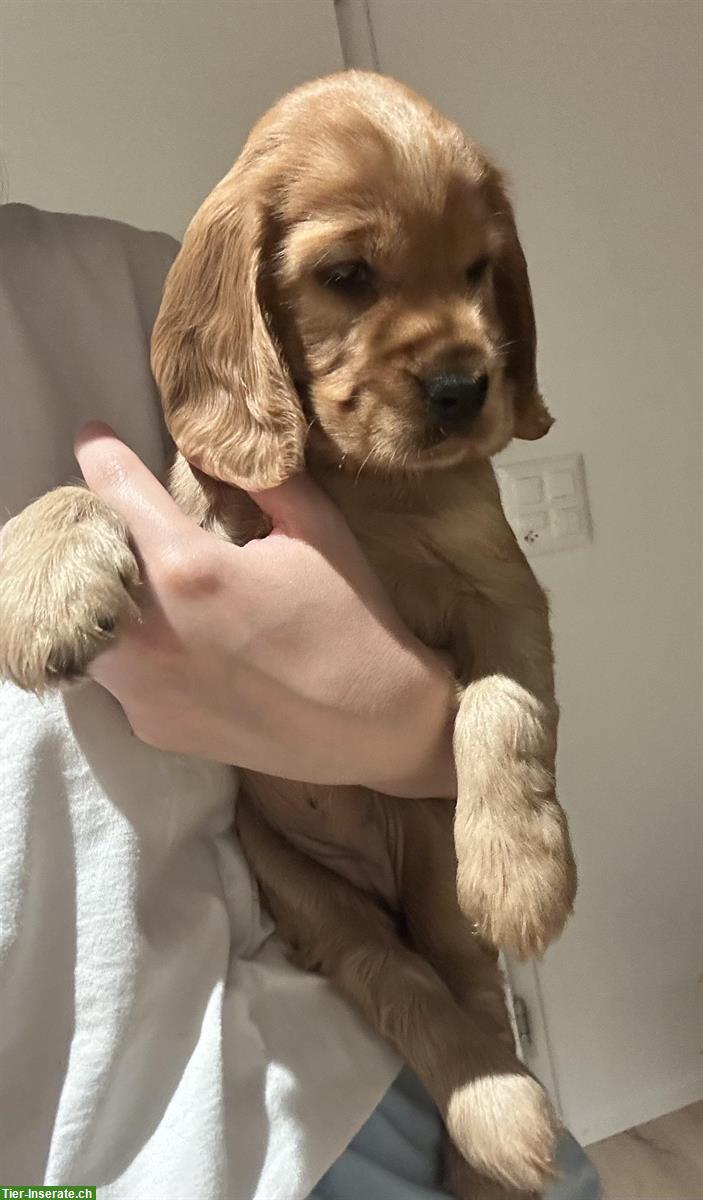 Bild 4: Reinrassige English Cocker Spaniel Welpen