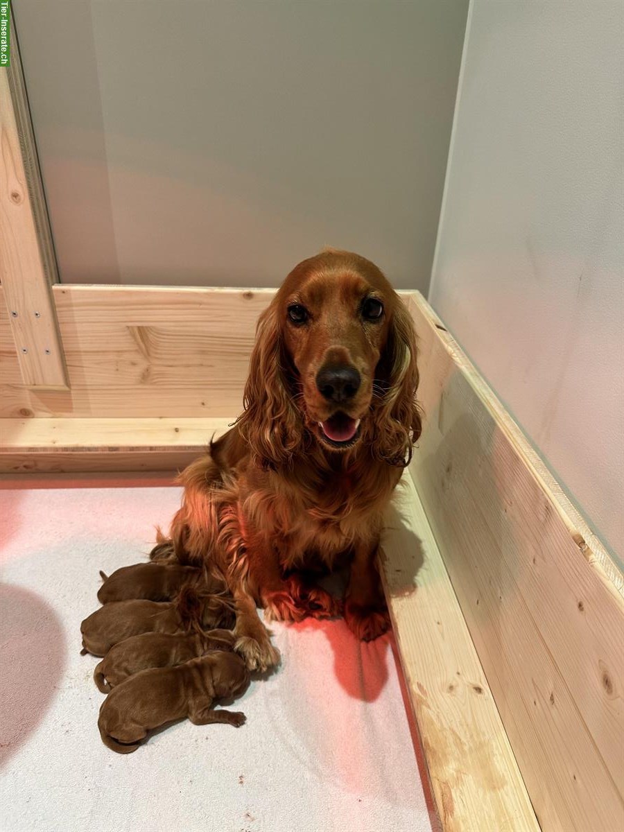 Bild 5: Reinrassige English Cocker Spaniel Welpen