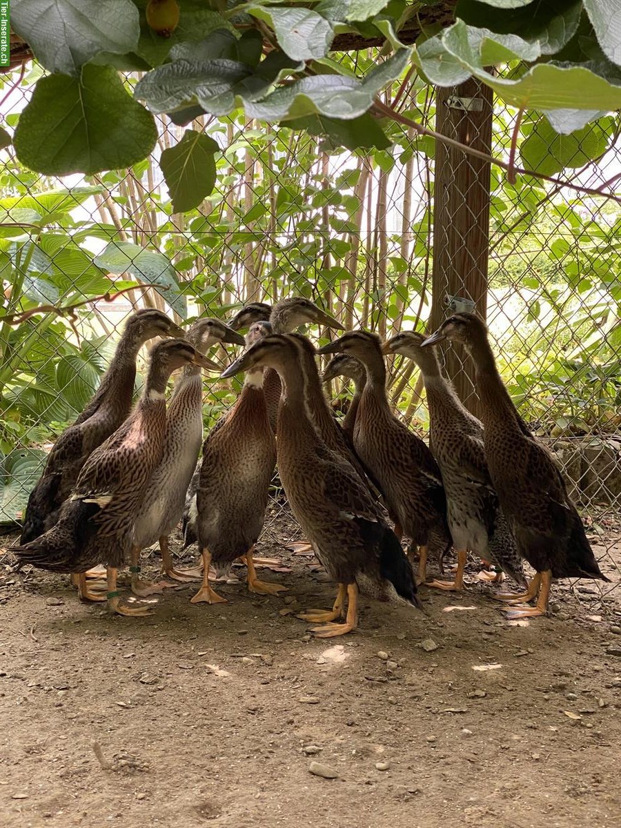 Junge indische Laufenten aus Naturbrut zu verkaufen