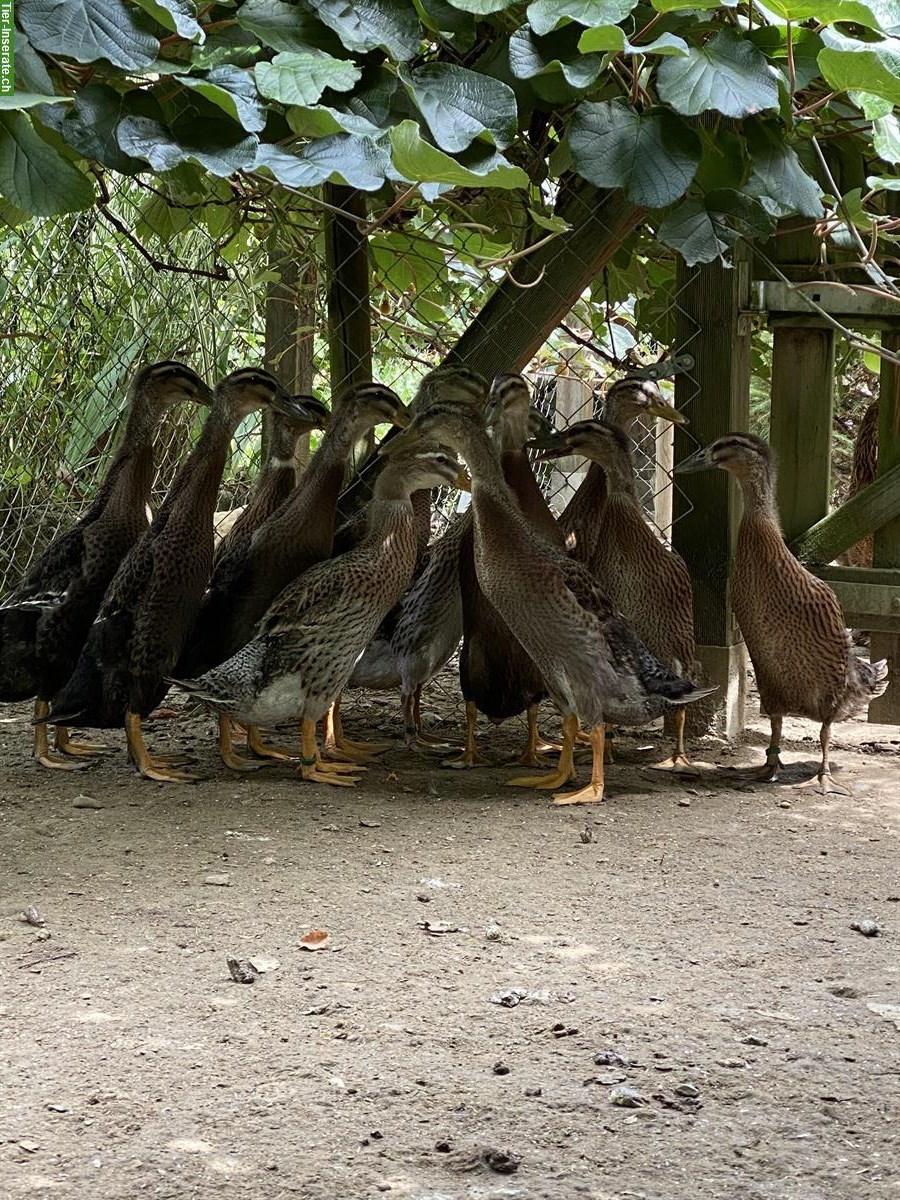 Bild 2: Junge indische Laufenten aus Naturbrut zu verkaufen