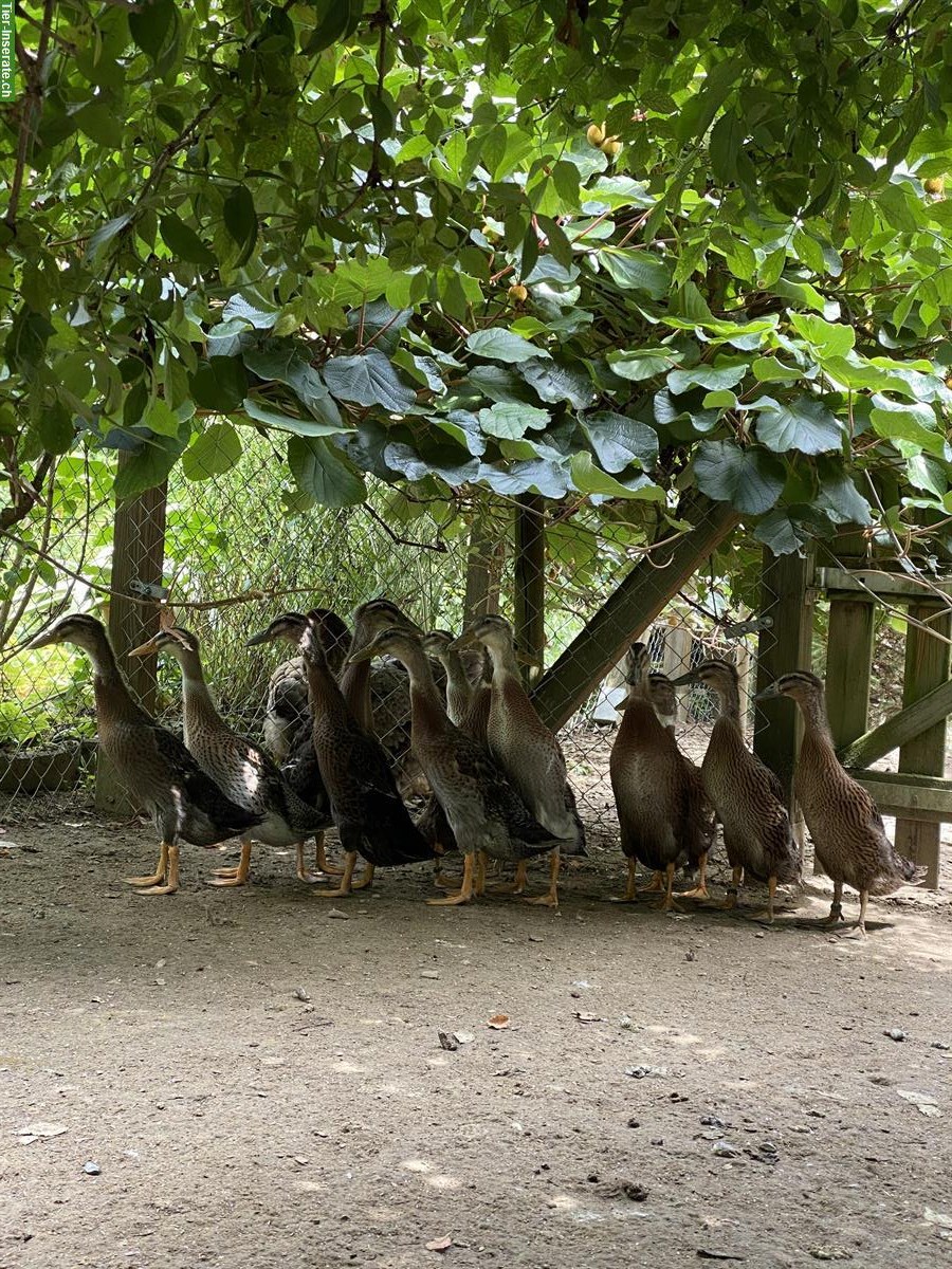 Bild 3: Junge indische Laufenten aus Naturbrut zu verkaufen