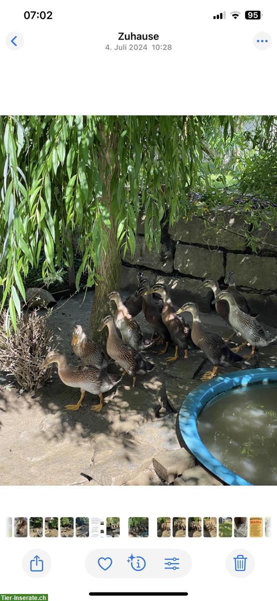 Bild 4: Junge indische Laufenten aus Naturbrut zu verkaufen