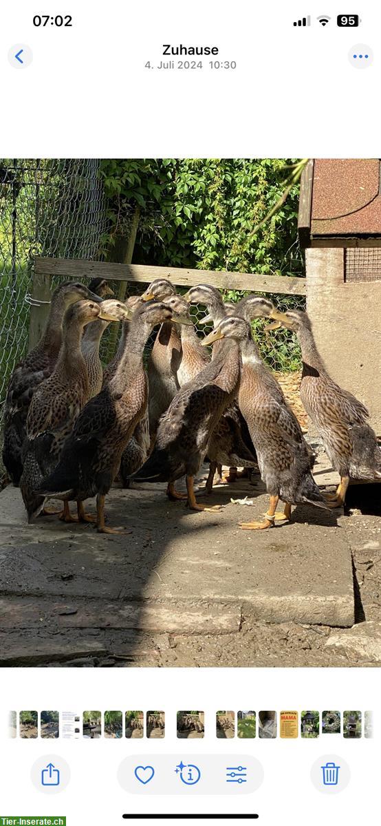 Bild 5: Junge indische Laufenten aus Naturbrut zu verkaufen