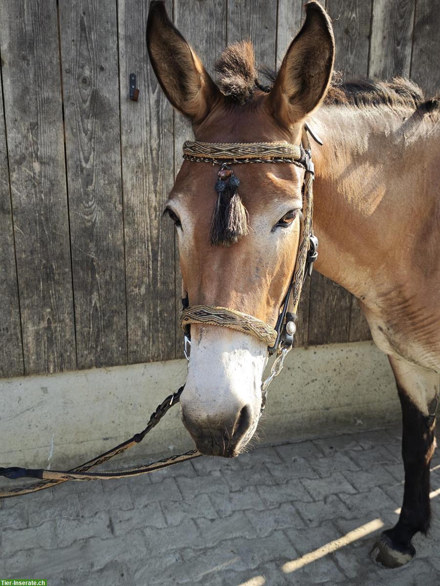 Bild 2: Wunderschöner Zaum aus Pferdehaar und Leder