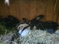Deutsche Riesen Kaninchen, grosser Schlag, 6 Wochen alt