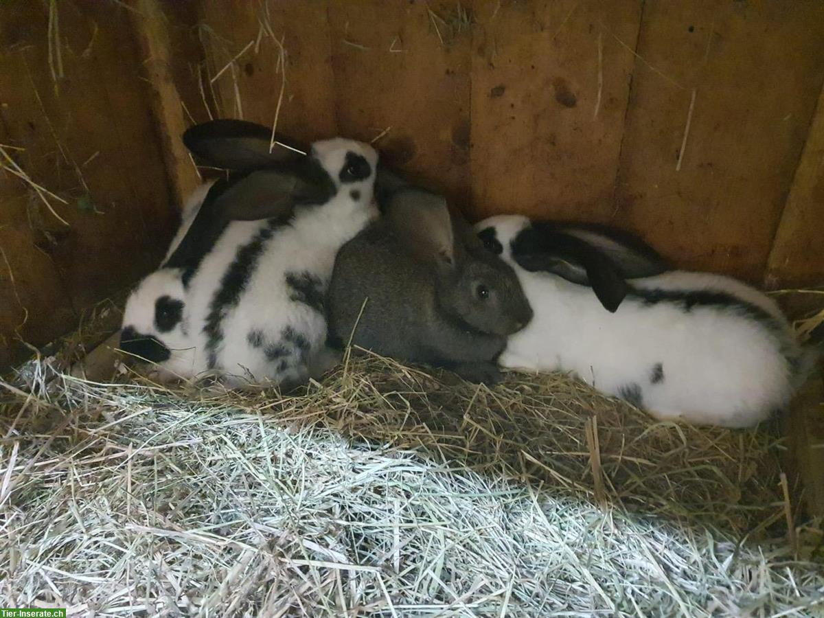 Bild 2: Deutsche Riesen Kaninchen, grosser Schlag, 6 Wochen alt