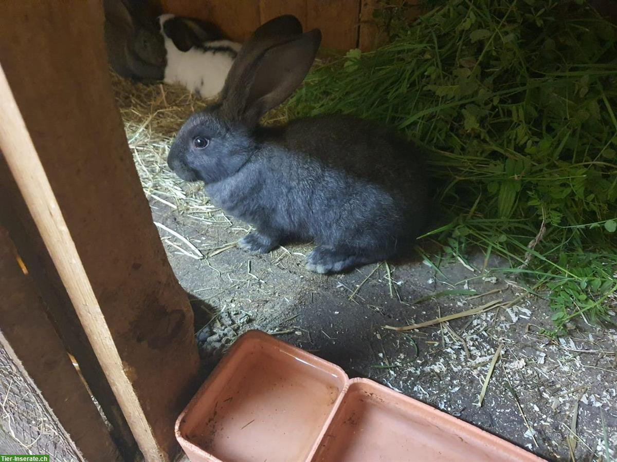 Bild 3: Deutsche Riesen Kaninchen, grosser Schlag, 6 Wochen alt