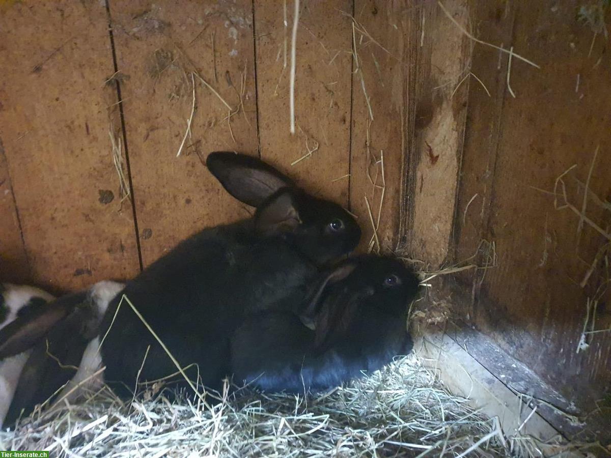 Bild 4: Deutsche Riesen Kaninchen, grosser Schlag, 6 Wochen alt