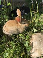 Liebe & zutrauliche junge Kaninchen Babys