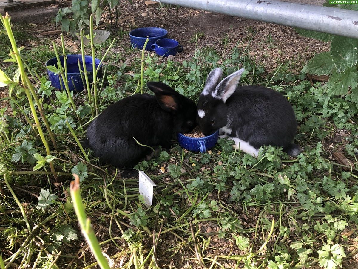 Bild 2: Liebe & zutrauliche junge Kaninchen Babys