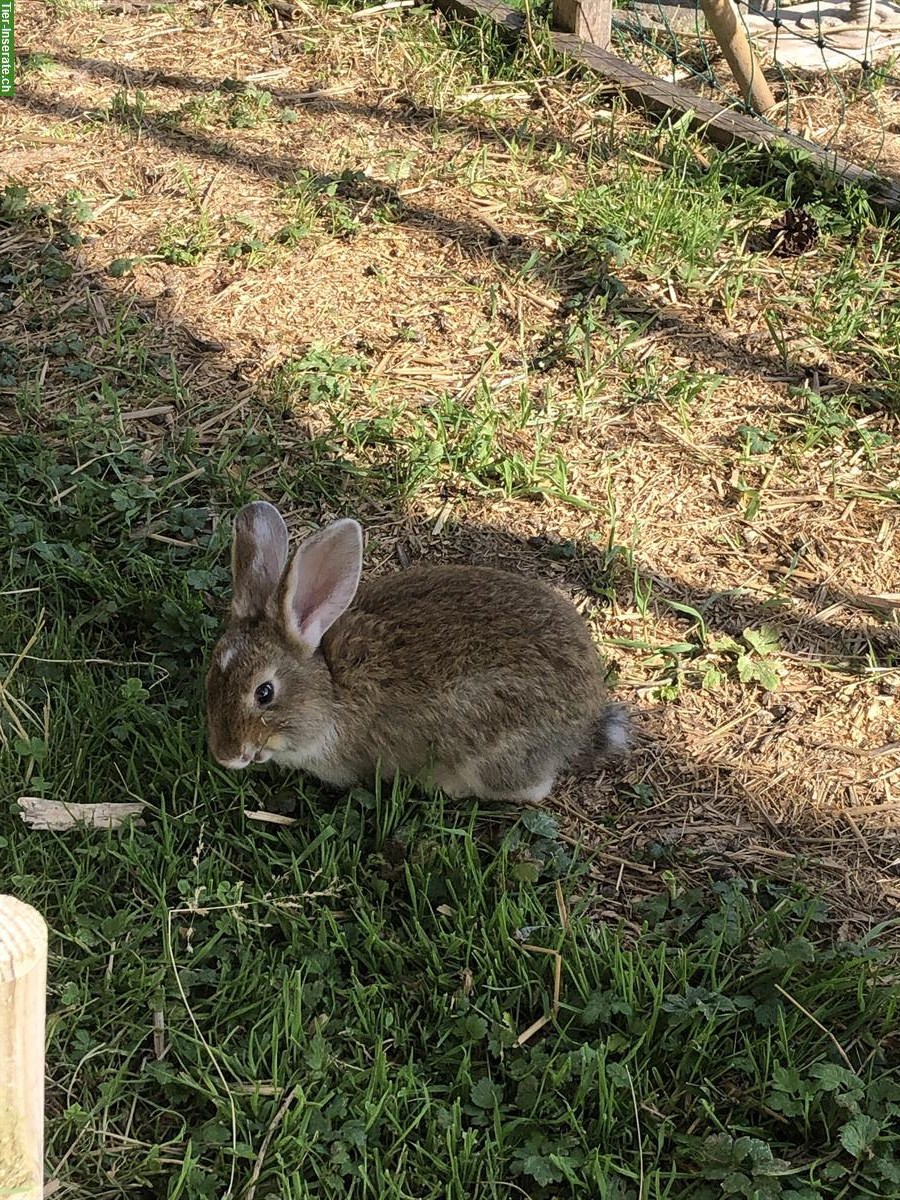 Bild 3: Liebe & zutrauliche junge Kaninchen Babys