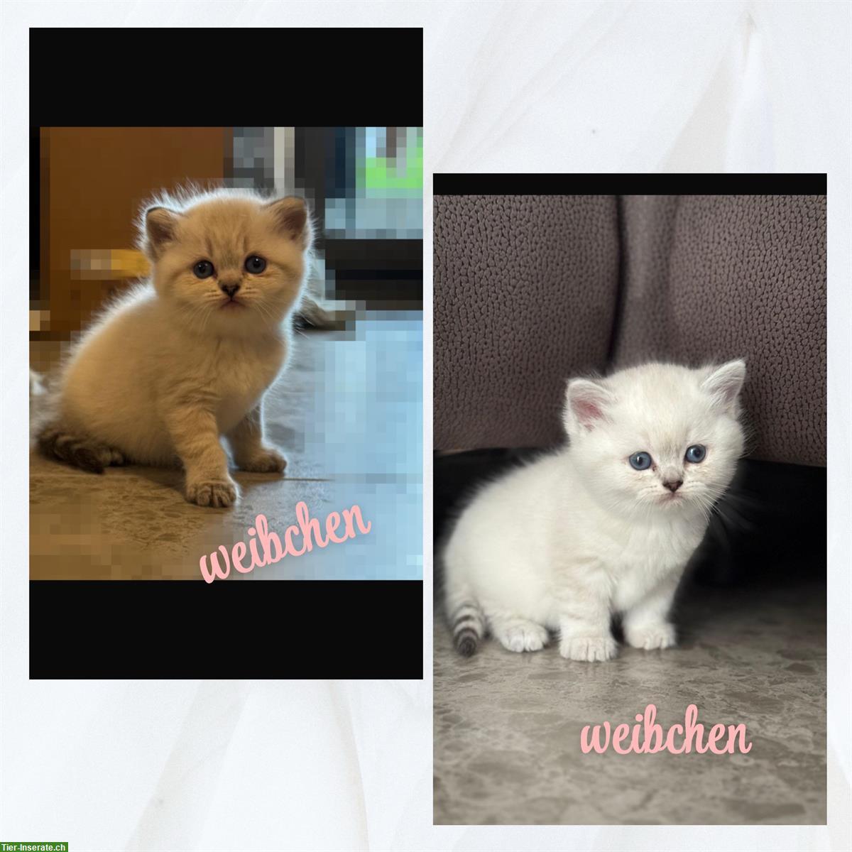Schöne BKH Kitten suchen ein neues Zuhause ❤️