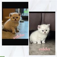 Schöne BKH Kitten suchen ein neues Zuhause ❤️