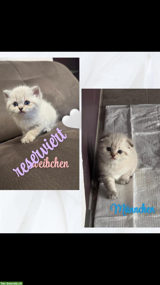 Bild 2: Schöne BKH Kitten suchen ein neues Zuhause ❤️