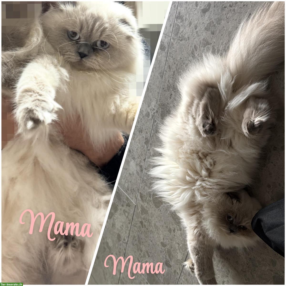 Bild 3: Schöne BKH Kitten suchen ein neues Zuhause ❤️