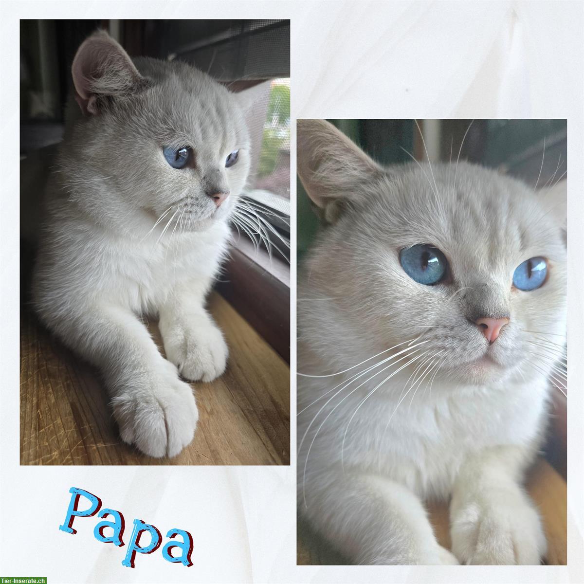 Bild 4: Schöne BKH Kitten suchen ein neues Zuhause ❤️