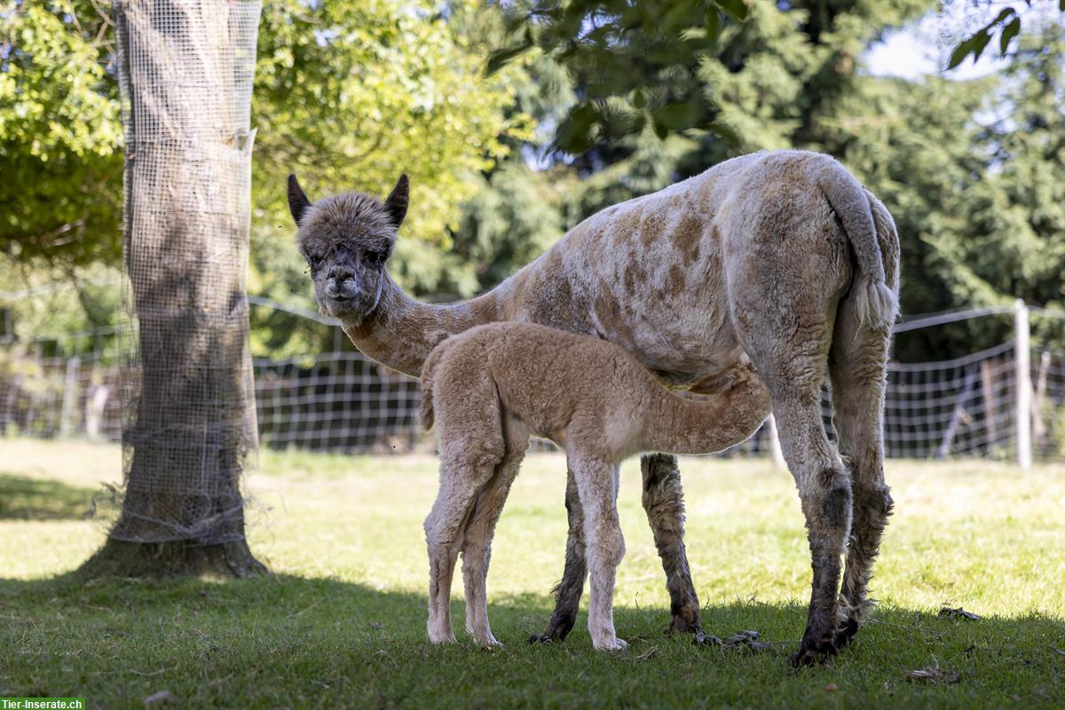 Du träumst von einem eigenen Alpaka oder Lama