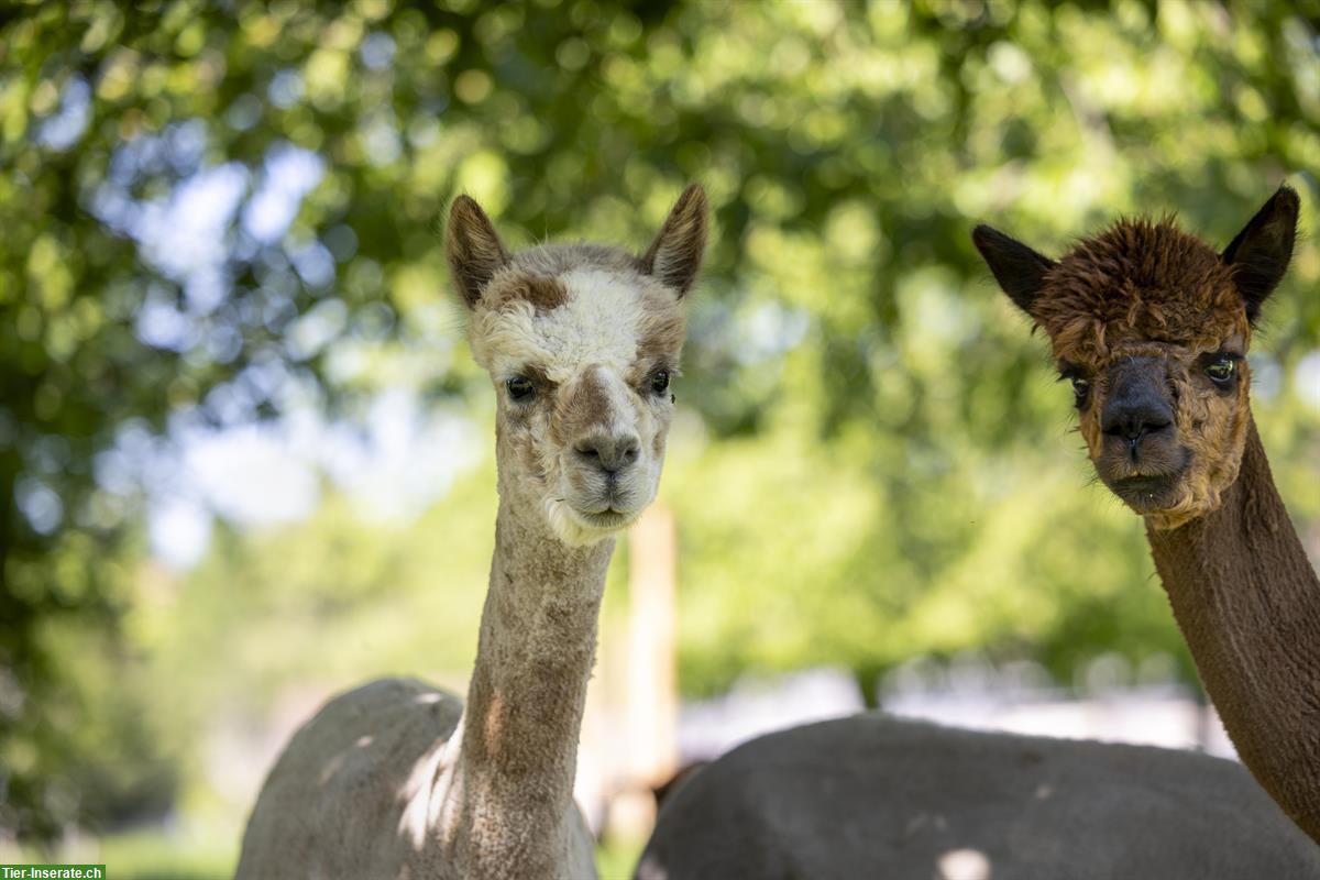 Bild 2: Du träumst von einem eigenen Alpaka oder Lama