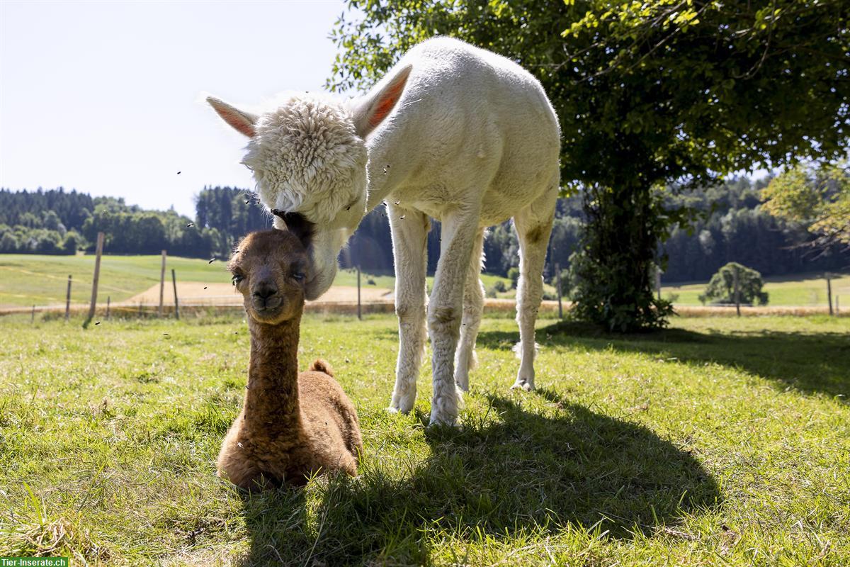 Bild 3: Du träumst von einem eigenen Alpaka oder Lama