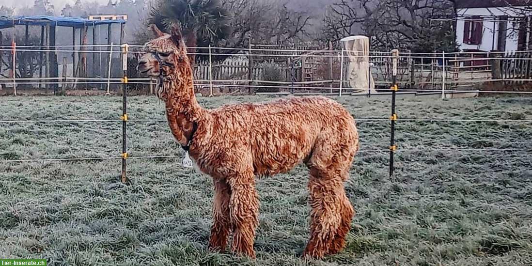 Bild 2: Gut trainierte Alpaka Wallachgruppe, 3 Tiere abzugeben