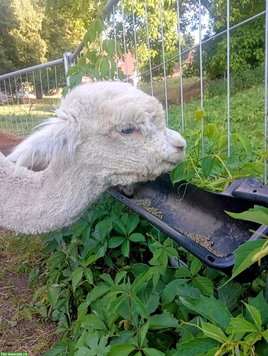 Bild 3: Gut trainierte Alpaka Wallachgruppe, 3 Tiere abzugeben