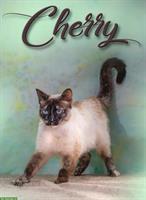 Siam Mischlingskatze Cherry sucht dringend eine Familie!